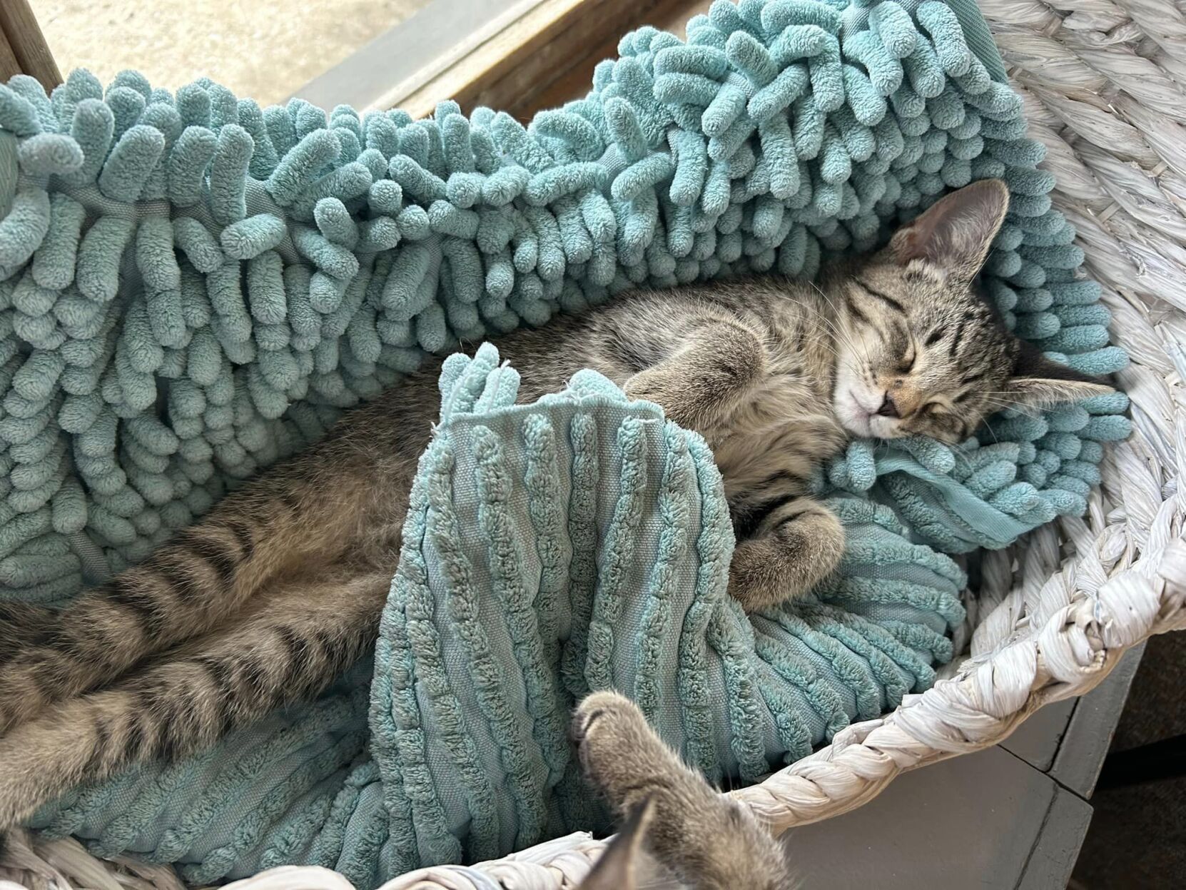 PURRFECT CAT CAFE - 8-2-2024 2.jpg